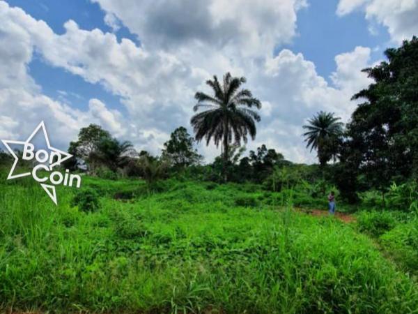 Terrain Titré Loti à vendre Nkoabang