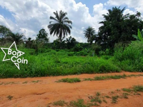 Terrain Titré Loti à vendre Nkoabang