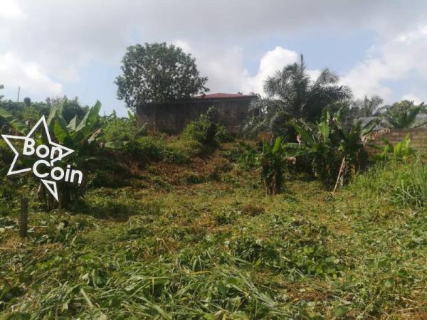 Terrain titré à vendre à Nyalla-Kambo, Douala 